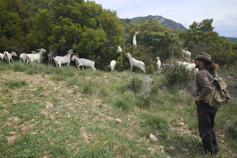Pastor amb ramat de cabra catalana