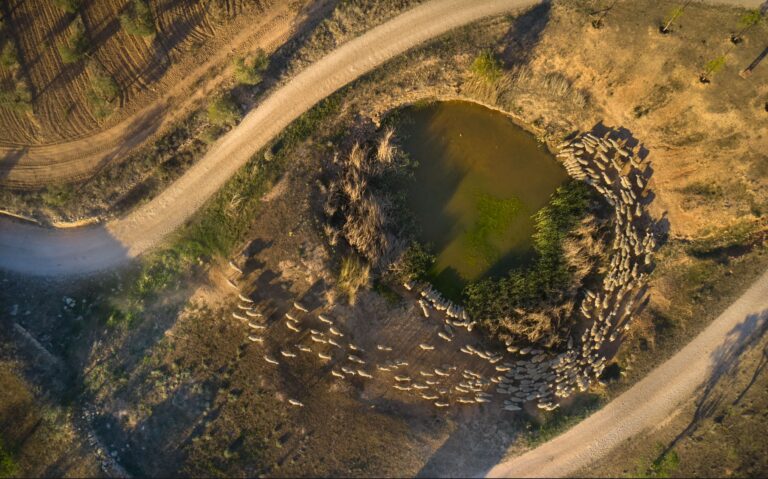 Ramat d'ovelles en una bassa