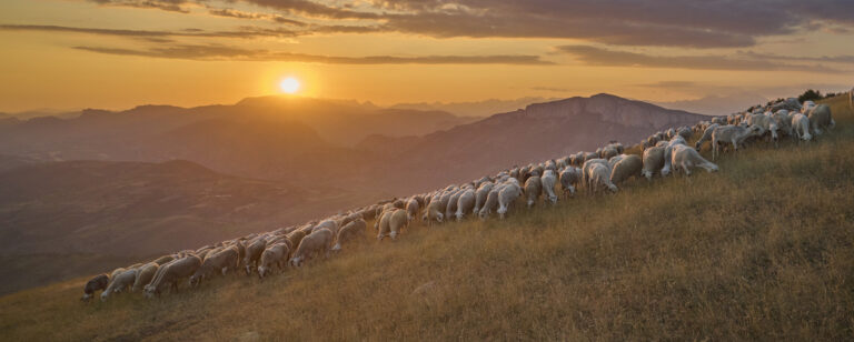 Ramat transhumant i la posta de sol