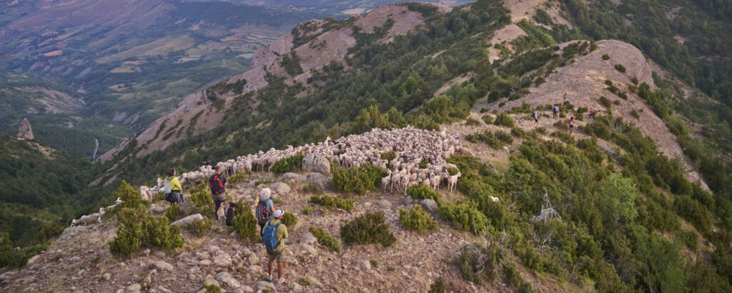 _BA87146_1 Transhumància