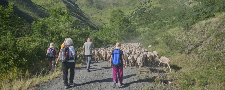 Ramat d'ovella xisqueta arribant a Erta