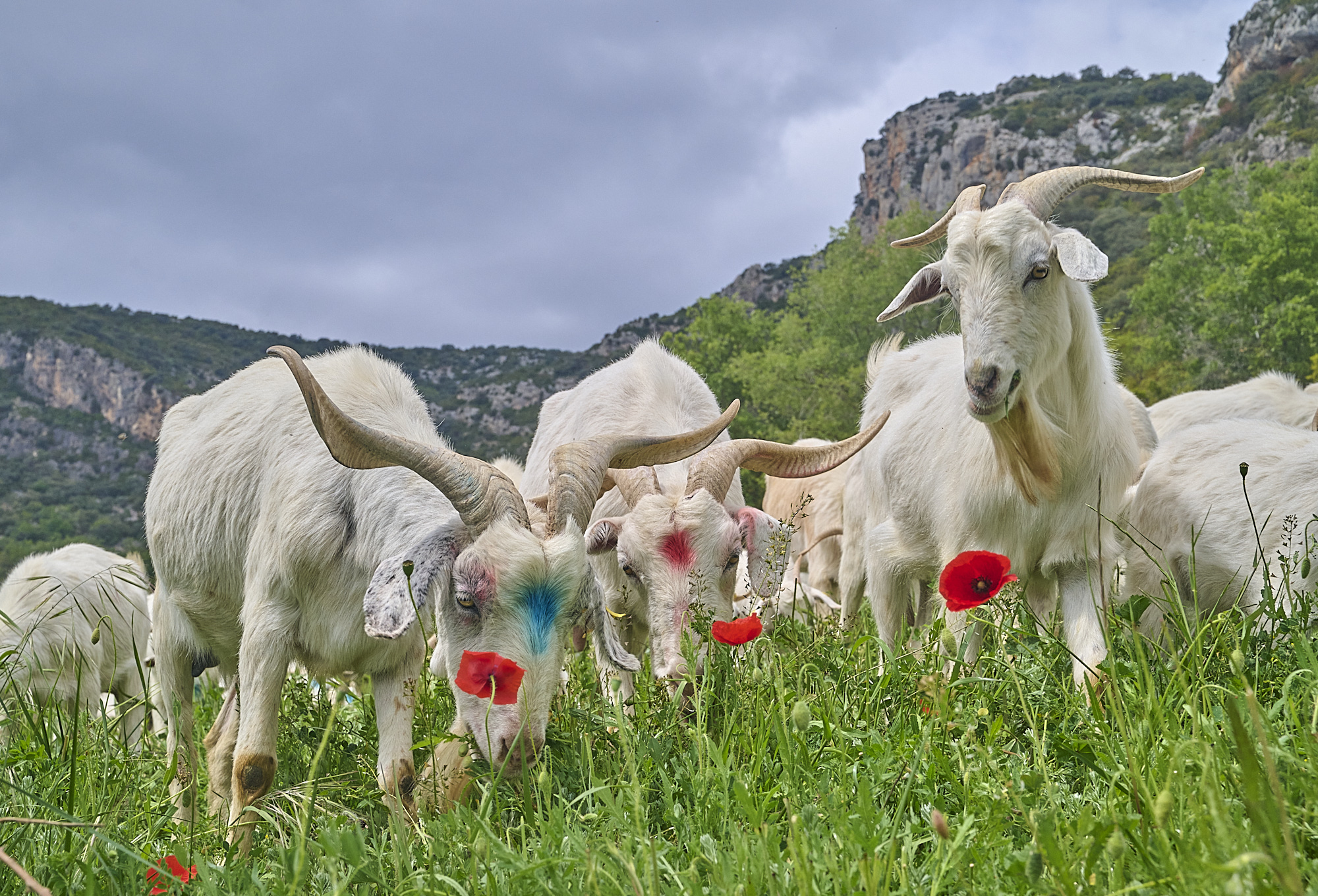 Disponibles els mapes de zones prioritàries de PREPAST