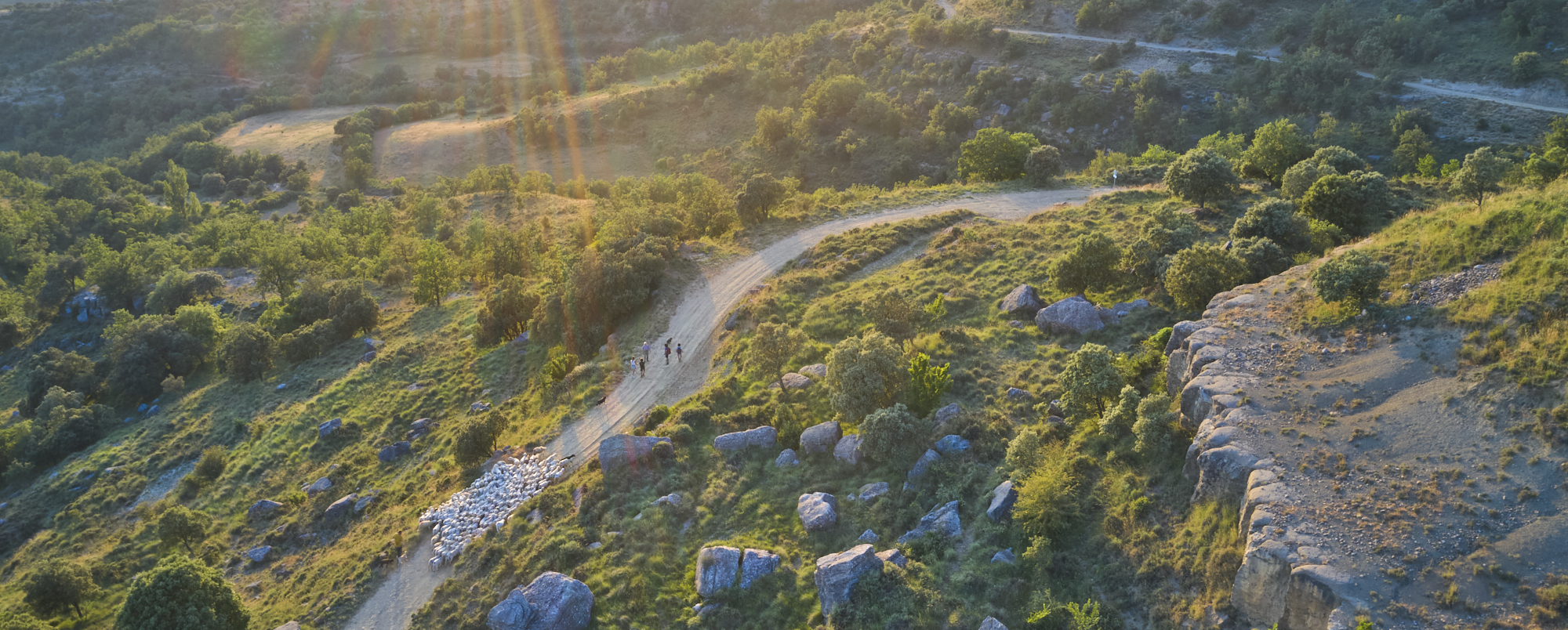 Disponible el Manual de Gestió Ecopastoral: PAISSATGE I RAMATS