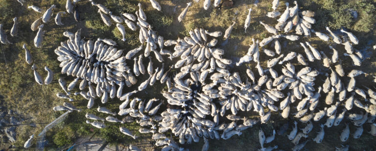 Vista des de l'aire del ramat d'ovelles xisquetes